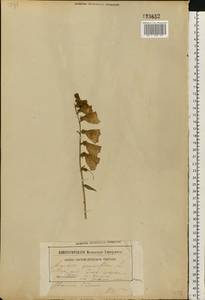 Digitalis grandiflora Mill., Eastern Europe, Belarus (E3a) (Belarus)