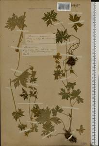 Geranium pratense L., Eastern Europe, Central forest-and-steppe region (E6) (Russia)