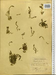 Selaginella selaginoides (L.) P.Beauv. ex Mart. & Schrank, Eastern Europe, Northern region (E1) (Russia)