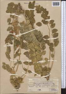 Astragalus sewertzowii, Middle Asia, Western Tian Shan & Karatau (M3) (Kazakhstan)