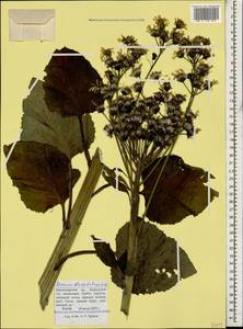 Tephroseris cladobotrys (Ledeb.) Griseb. & Schenk, Caucasus, Krasnodar Krai & Adygea (K1a) (Russia)