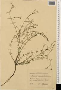 Cynanchica graveolens (M.Bieb. ex Schult. & Schult.f.) P.Caputo & Del Guacchio, Caucasus, Dagestan (K2) (Russia)