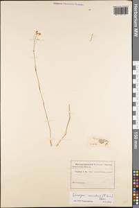 Eremogone saxatilis (L.) Ikonn., Eastern Europe, Rostov Oblast (E12a) (Russia)