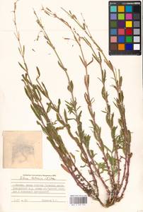 Silene tatarica (L.) Pers., Eastern Europe, Moscow region (E4a) (Russia)