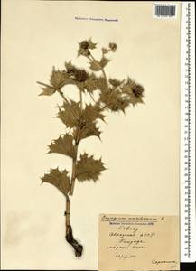 Eryngium maritimum L., Caucasus, Abkhazia (K4a) (Abkhazia)