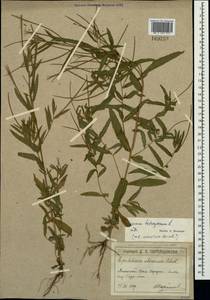 Epilobium tetragonum L., Crimea (KRYM) (Russia)