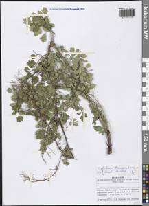 Thalictrum minus subsp. minus, Eastern Europe, Middle Volga region (E8) (Russia)