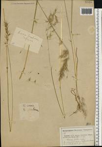 Avenula pubescens (Huds.) Dumort., Eastern Europe, Middle Volga region (E8) (Russia)