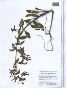 Saponaria glutinosa M. Bieb., Caucasus, Krasnodar Krai & Adygea (K1a) (Russia)