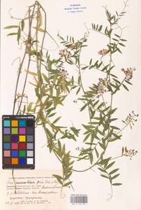 Vicia biennis L., Eastern Europe, Lower Volga region (E9) (Russia)