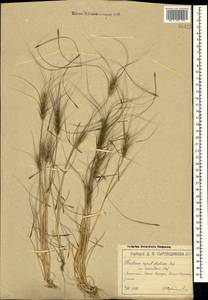 Taeniatherum caput-medusae (L.) Nevski, Crimea (KRYM) (Russia)