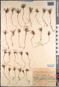 Pinus sylvestris L., Siberia, Baikal & Transbaikal region (S4) (Russia)