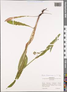 Picris hieracioides L., Eastern Europe, Middle Volga region (E8) (Russia)