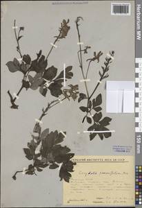 Corydalis paeoniifolia (Steph.) Pers., Siberia, Yakutia (S5) (Russia)