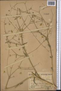 Gypsophila pilosa Huds., Middle Asia, Karakum (M6) (Turkmenistan)