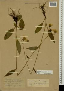 Hieracium lachenalii subsp. deductum (Sudre) Greuter, Eastern Europe, Moscow region (E4a) (Russia)