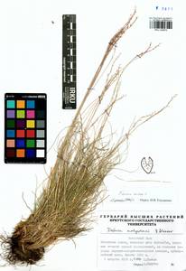 Festuca ovina L., Siberia, Baikal & Transbaikal region (S4) (Russia)