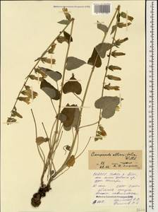 Campanula alliariifolia Willd., Caucasus, North Ossetia, Ingushetia & Chechnya (K1c) (Russia)