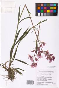 Viscaria vulgaris Röhl., Eastern Europe, Central forest-and-steppe region (E6) (Russia)