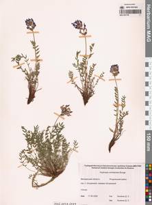 Oxytropis ochotensis Bunge, Siberia, Chukotka & Kamchatka (S7) (Russia)