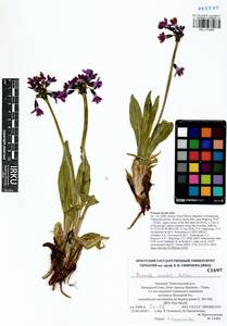 Primula nivalis Pall., Siberia, Altai & Sayany Mountains (S2) (Russia)
