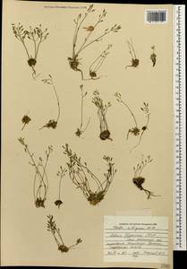 Draba siliquosa M. Bieb., Caucasus, South Ossetia (K4b) (South Ossetia)