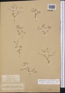 Saponaria floribunda (Kar. Kir.) Boiss., Middle Asia, Syr-Darian deserts & Kyzylkum (M7) (Kazakhstan)
