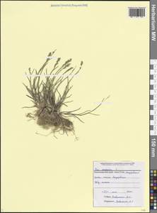 Poa compressa L., Caucasus, Black Sea Shore (from Novorossiysk to Adler) (K3) (Russia)