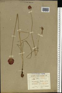 Allium rotundum L., Eastern Europe, North Ukrainian region (E11) (Ukraine)