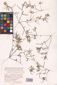 Medicago orthoceras (Kar. & Kir.) Trautv., Eastern Europe, Lower Volga region (E9) (Russia)