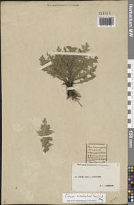 Cirsium esculentum (Siev.) C. A. Mey., Eastern Europe, Central forest-and-steppe region (E6) (Russia)