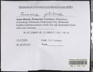 Grimmia pilifera P. Beauv., Bryophytes, Bryophytes - Russian Far East (excl. Chukotka & Kamchatka) (B20) (Russia)