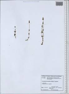 Comastoma tenellum (Rottb.) Toyok., Siberia, Western Siberia (S1) (Russia)