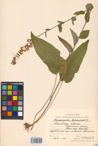 Campanula bononiensis L., Eastern Europe, Moscow region (E4a) (Russia)