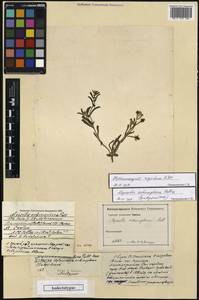 Heterocaryum echinophorum (Pall.) Brand, Eastern Europe, Lower Volga region (E9) (Russia)