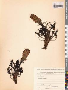 Pedicularis novaiae-zemliae (Hultén) Kozhevn., Siberia, Chukotka & Kamchatka (S7) (Russia)