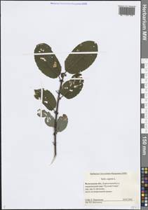 Salix caprea L., Eastern Europe, Northern region (E1) (Russia)