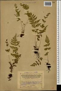 Cystopteris fragilis (L.) Bernh., Caucasus, Armenia (K5) (Armenia)