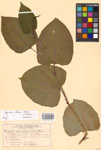 Reynoutria × bohemica Chrtek & Chrtková, Eastern Europe, Moscow region (E4a) (Russia)