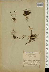 Crepis pulchra L., Caucasus, Azerbaijan (K6) (Azerbaijan)