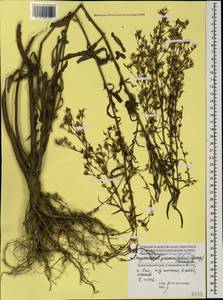 Symphyotrichum graminifolium (Spreng.) G. L. Nesom, Caucasus, Black Sea Shore (from Novorossiysk to Adler) (K3) (Russia)