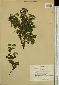Spiraea trilobata L., Siberia, Altai & Sayany Mountains (S2) (Russia)