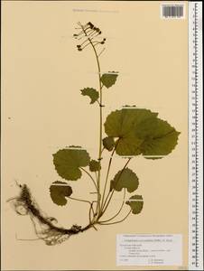 Pachyphragma macrophyllum (Hoffm.) N. Busch, Caucasus, Krasnodar Krai & Adygea (K1a) (Russia)
