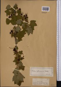 Ribes petraeum Wulfen, Middle Asia, Dzungarian Alatau & Tarbagatai (M5) (Kazakhstan)
