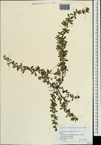 Dorycnium pentaphyllum subsp. herbaceum (Vill.)Rouy, Crimea (KRYM) (Russia)