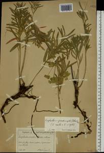 Euphorbia virgata Waldst. & Kit., Eastern Europe, Moscow region (E4a) (Russia)