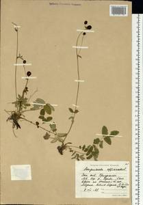 Sanguisorba officinalis L., Siberia, Western Siberia (S1) (Russia)