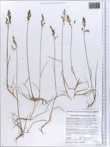 Calamagrostis deschampsioides Trin., Eastern Europe, Northern region (E1) (Russia)