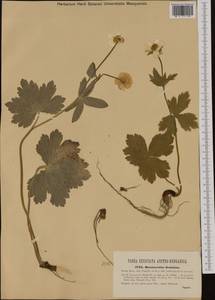 Ranunculus carpaticus Herbich, Western Europe (EUR) (Hungary)