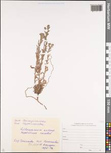 Buglossoides arvensis (L.) I. M. Johnst., Caucasus, North Ossetia, Ingushetia & Chechnya (K1c) (Russia)